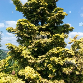 Chamaecyparis obtusa 'Confucius'