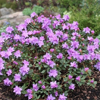 Rhododendron 'Ramapo'