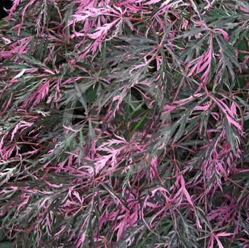 Acer palmatum 'Hana matoi' 