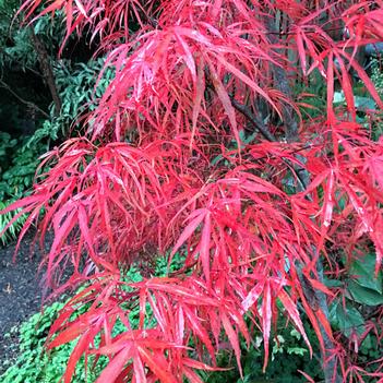 Acer palmatum 'Red Spider' 
