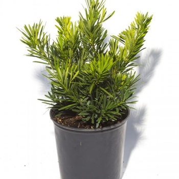 Podocarpus macrophyllus 'Pringles Dwarf' 