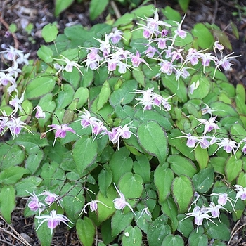 Epimedium 'Amber Queen'