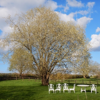 Salix caprea 'French'