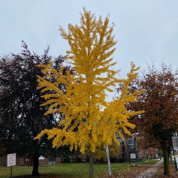 Ginkgo biloba 'Elmwood'