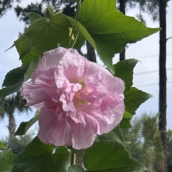 Hibiscus mutabilis