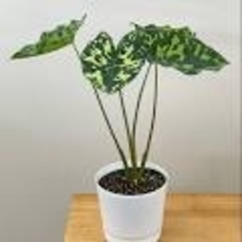 Alocasia odora 'Variegata'