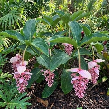 Medinilla magnifica