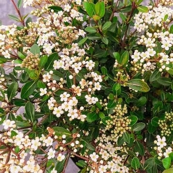 Viburnum obovatum 'Mrs. Schiller's Delight' 