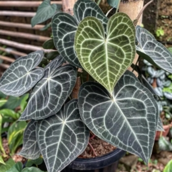 Anthurium clarinervium