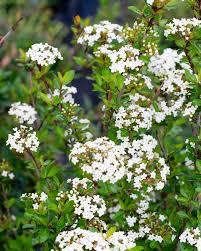 Viburnum obovatum 'Densa'