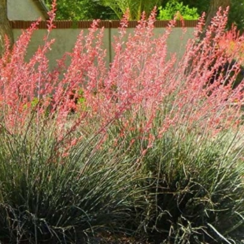 Hesperaloe parviflora 'Ruby' PPAF