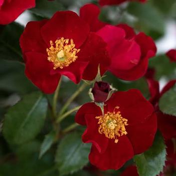 Rosa 'Scarlet Drift®' 
