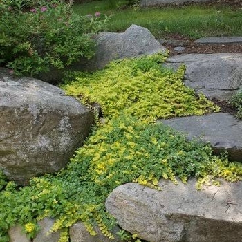 Lysimachia nummularia 'Goldie'