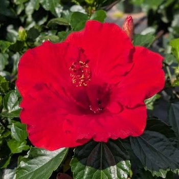 Hibiscus rosa-sinensis 'Tortuga Wind' PP22107P3