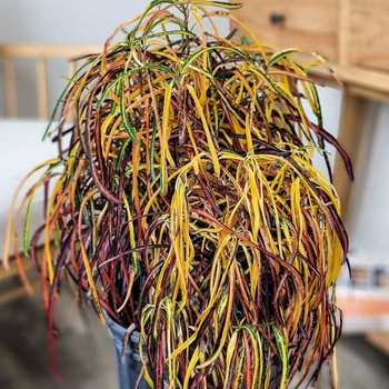 Codiaeum variegatum 'Zanzibar' 