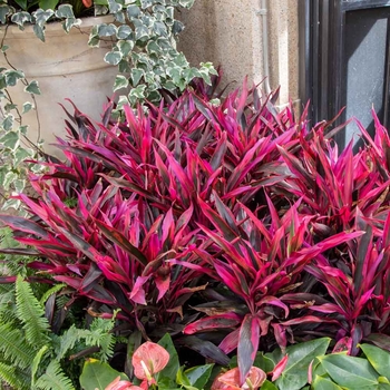 Cordyline fruticosa 'Hot Pepper'
