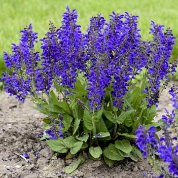Salvia pratensis 'Evening Attire' PPAF