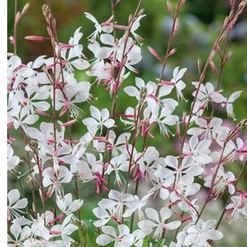 Gaura lindheimeri