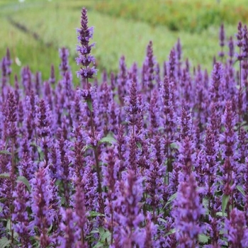 Agastache 'Purple Haze'