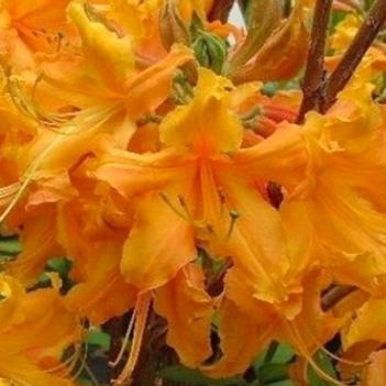 Rhododendron 'Stonewall Jackson'