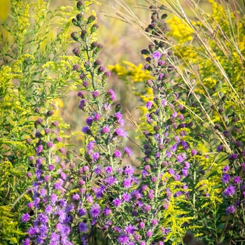Liatris scariosa