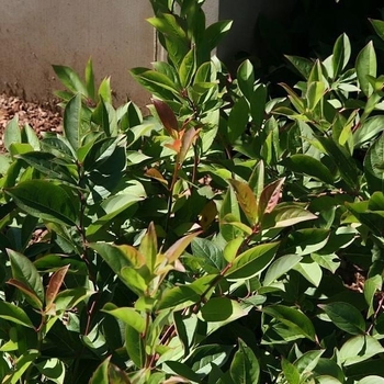 Leucothoe axillaris 'Margie Jenkins'