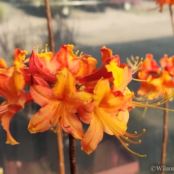 Rhododendron 'Tallulah Sunrise'