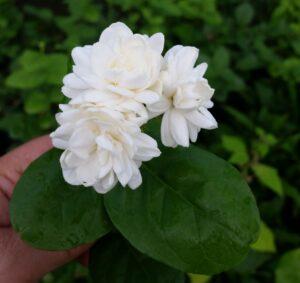 Jasminum sambac 'Grand Duke'