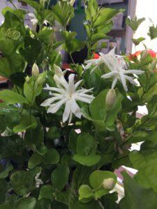 Jasminum sambac 'Belle of India'
