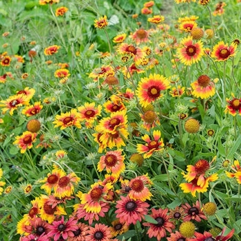 Gaillardia pulchella