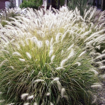 Pennisetum setaceum 'Alba'