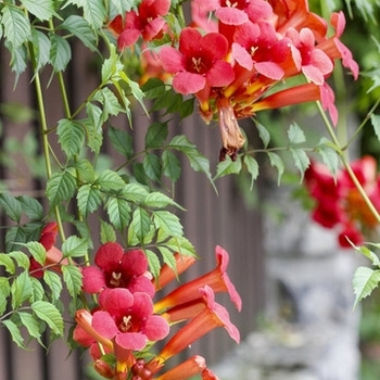 Campsis radicans 'Flamenco' 