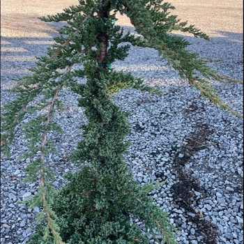 Juniperus procumbens