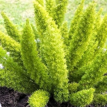 Asparagus densiflorus