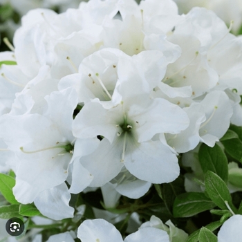 Rhododendron 'Roblezd' PP32967