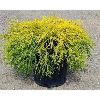 Chamaecyparis pisifera filifera 'Gold Thread'