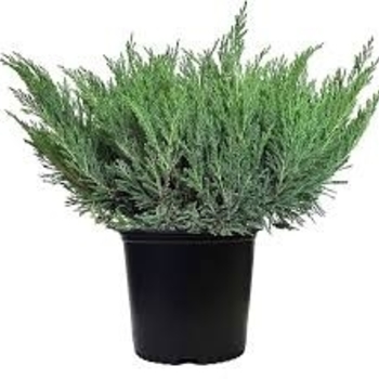 Juniperus horizontalis 'Plumosa Compacta'