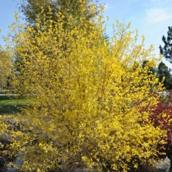 Forestiera neomexicana