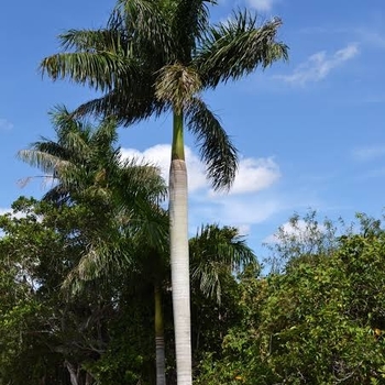 Roystonea elata