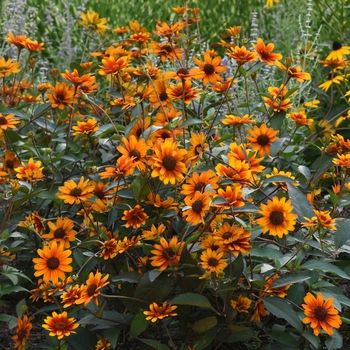 Heliopsis helianthoides 'Summer Eclipse'