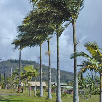 Archontophoenix alexandrae