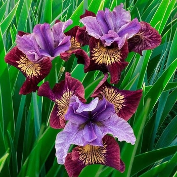 Iris sibirica 'Miss Apple' PP20400P3