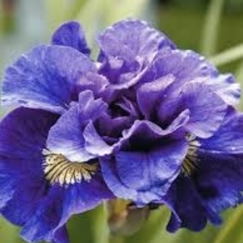 Iris sibirica 'Concord Crush' 
