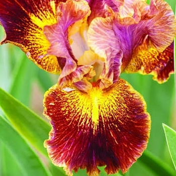 Iris sibirica 'Paprikash' PP23745P2