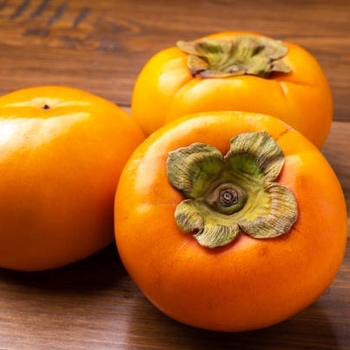 Diospyros kaki 'Fuyu' 