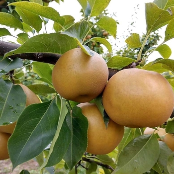 Pyrus pyrifolia 'Shinko'