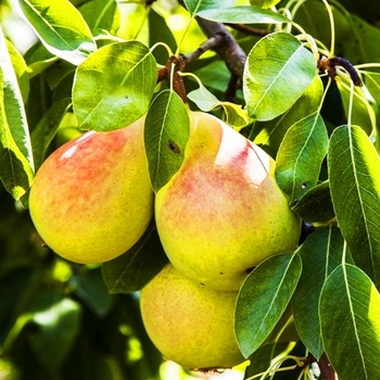 Pyrus communis 'Ayers'