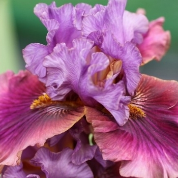 Iris hollandica