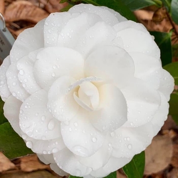 Camellia japonica 'Nuccio's Gem'
