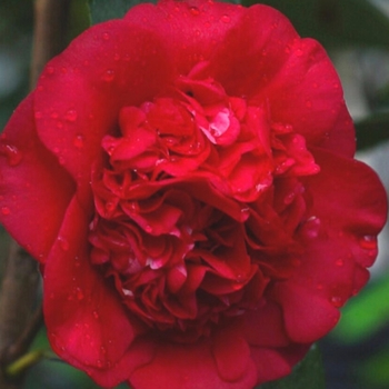 Camellia japonica 'April Tryst'
